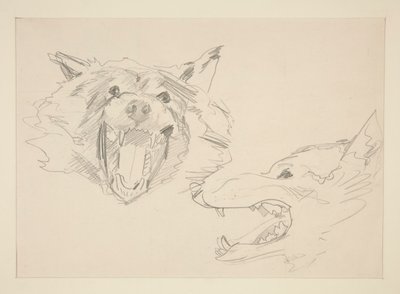 Two Views of a Wolf by John Singer Sargent