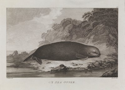 A sea otter by John Webber