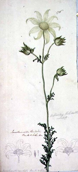 Flannel flower, actinotus helianthe labill by John William Lewin