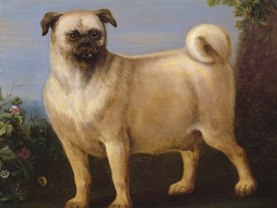 A Pug in a Landscape by John Wootton