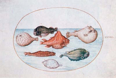 Fish, 16th century by Joris Hoefnagel