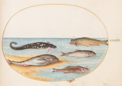 Fish, c.1575-80 by Joris Hoefnagel