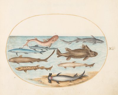 Fish, c.1575-80 by Joris Hoefnagel