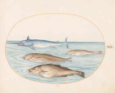 Fish, c.1575-80 by Joris Hoefnagel