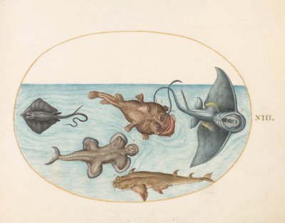 Fish, c.1575-80 by Joris Hoefnagel