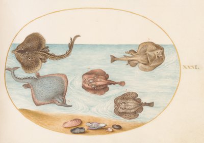 Fish, c.1575-80 by Joris Hoefnagel