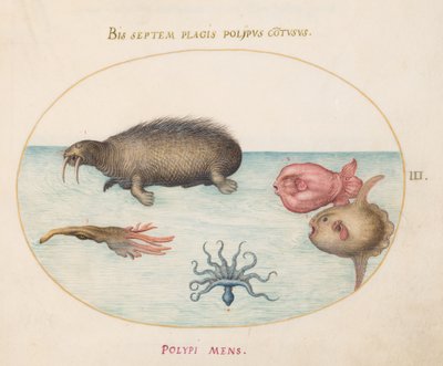 Marine Creatures, c.1575-80 by Joris Hoefnagel