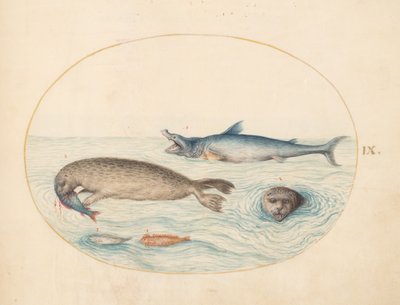 Marine Creatures, c.1575-80 by Joris Hoefnagel