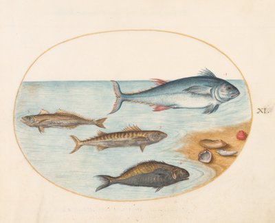 Plate 11: Four Fish and Shells by Joris Hoefnagel