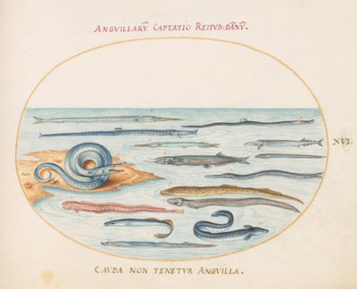 Plate 16: Eels, Pipefish, and Needlefish by Joris Hoefnagel