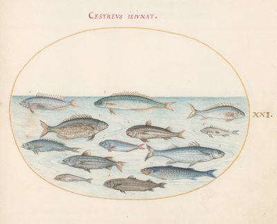 Plate 21: Cod and Other Fish by Joris Hoefnagel