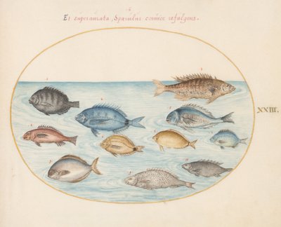 Plate 23: Bream(?) and Other Fish by Joris Hoefnagel