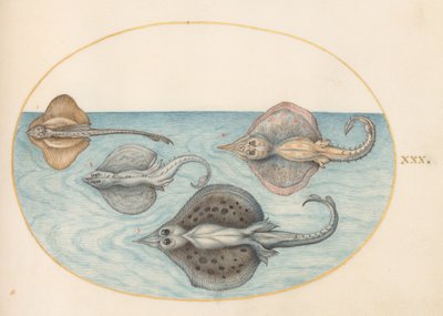 Plate 30: Four Rays by Joris Hoefnagel