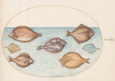 Plate 34: Seven Flatfish by Joris Hoefnagel