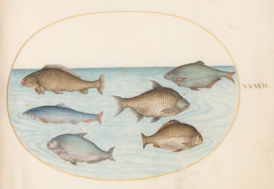 Six Fish, Including Carp (Plate 37) by Joris Hoefnagel