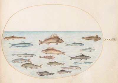 Plate 43: Fifteen Fish by Joris Hoefnagel