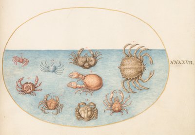 Plate 47: Nine Crabs by Joris Hoefnagel