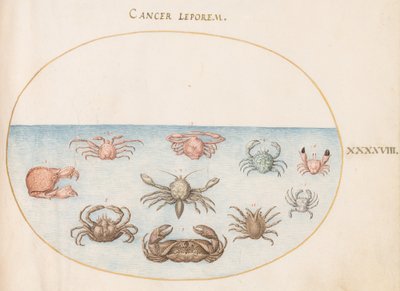 Plate 48: Ten Crabs by Joris Hoefnagel