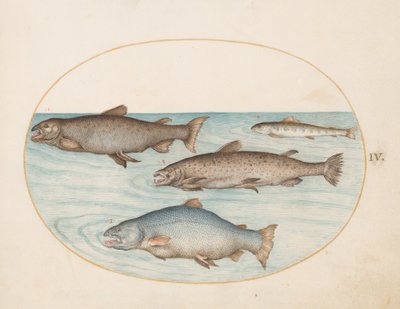 Plate 4: Four Salmon by Joris Hoefnagel