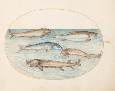 Five Catfish and Sturgeon(?) by Joris Hoefnagel