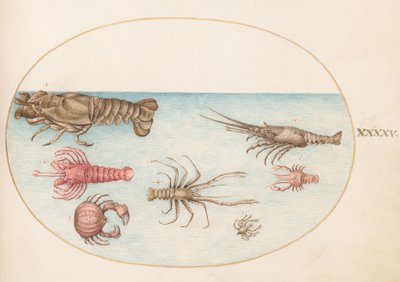 Shellfish, c.1575-80 by Joris Hoefnagel