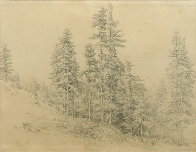 Noble Fir by Joseph Martin Höger