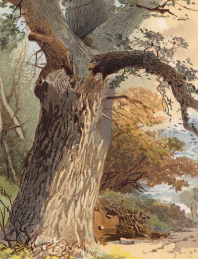 Elm-Trunk by Joseph Needham