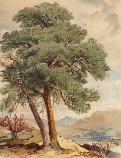 Scotch Fir, Highland Scene by Joseph Needham