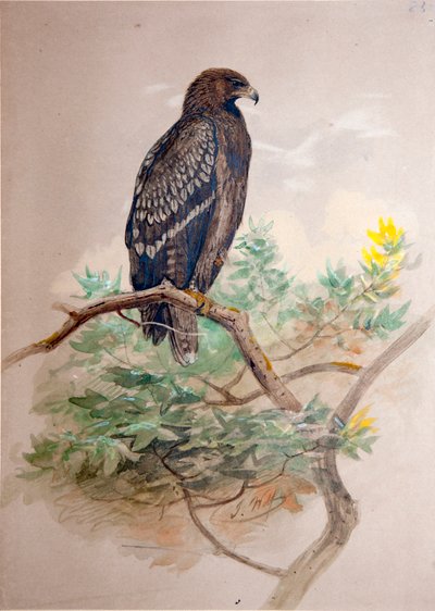 Spotted Eagle (Aquila clanga), 1856-67 by Joseph Wolf