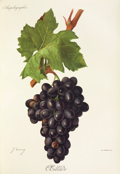 Oeillade grape by Jules Troncy