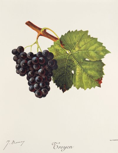 Troyen grape by Jules Troncy