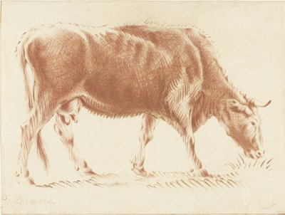 Grazing cow by Jurriaan Cootwijck