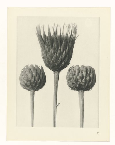 Plant Study (Urformen der Kunst series) by Karl Blossfeldt