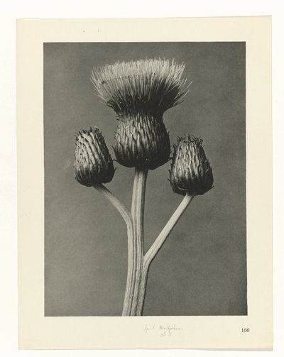 Plant Study (series title: Urformen der Kunst) by Karl Blossfeldt