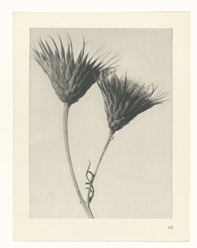 Plant Study (series title) by Karl Blossfeldt