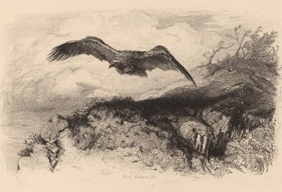 Eagle in Flight by Karl Bodmer