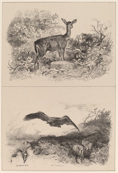 Doe, Eagle by Karl Bodmer