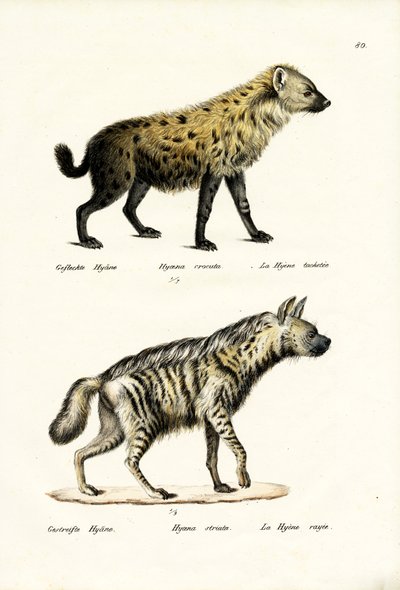 Spotted Hyaena, 1824 by Karl Joseph Brodtmann