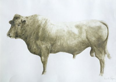 Islay Bull, 2004 by Lincoln Seligman