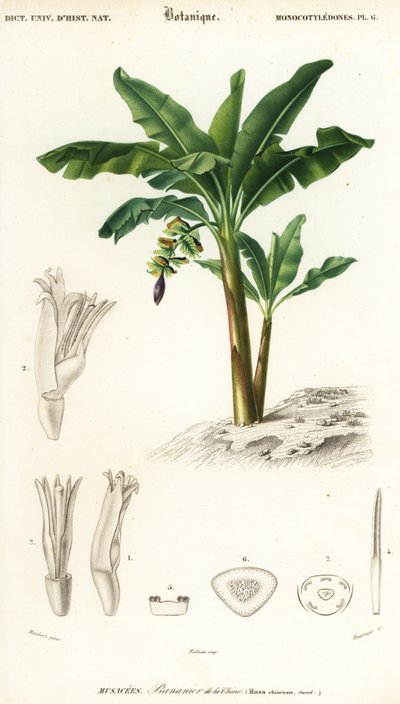 Banana, Musa acuminata by Louis Joseph Edouard Maubert