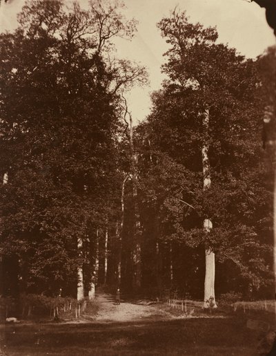 Forest at Saint-Cloud by Louis Rémy Robert