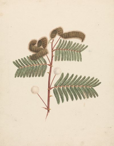 Mimosa Pigra (L.): Finished Drawing by Luigi Balugani