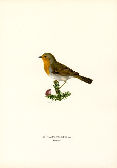 Robin by Magnus Ferdinand and Wilhelm von Wright