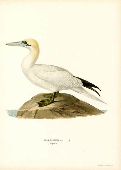 Gannet by Magnus Ferdinand and Wilhelm von Wright