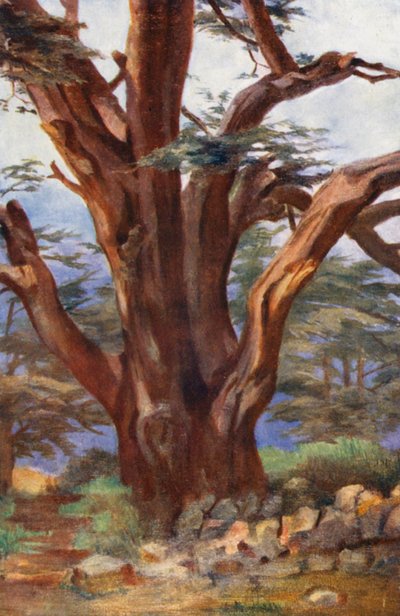 A Cedar of Lebanon by Margaret Thomas