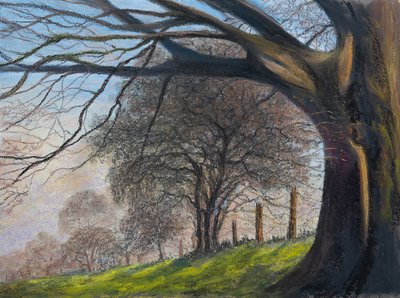 Windblown trees, Shroesbury by Margo Starkey