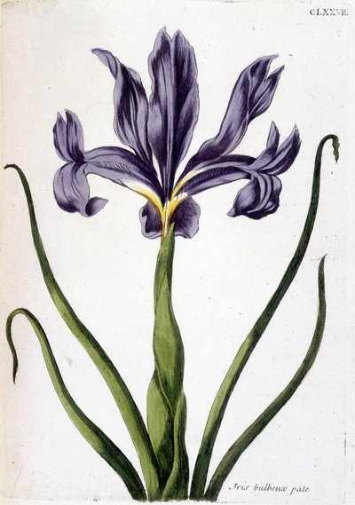 Unknown Image by Maria Sibylla Merian