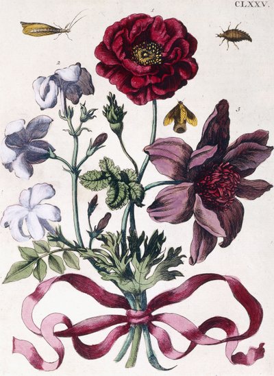 Various European Insects and Flowers by Maria Sibylla Merian