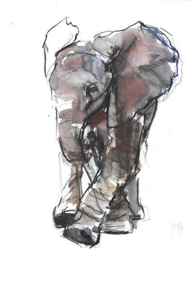 Baby Elephant Study by Mark Adlington