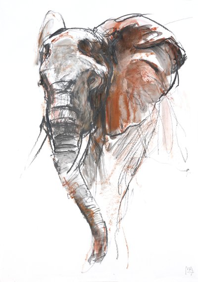 Beautiful Female Elephant, Loisaba by Mark Adlington